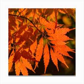 Colorful Leaves (1) Canvas Print