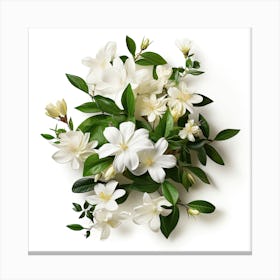 White Jasmine Flowers On White Background Canvas Print