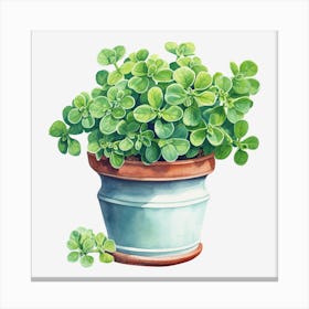 Thyme Canvas Print