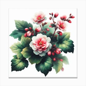 Flower of Begonia Canvas Print