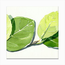 Green Leaves On A Branch Canvas Print