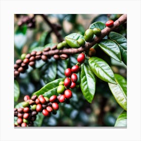 Coffee Berries On A Tree 4 Canvas Print