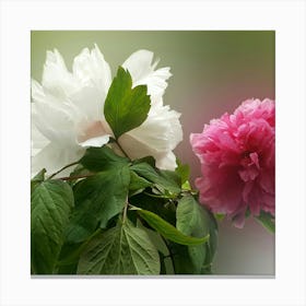 Japanese Peony Canvas Print