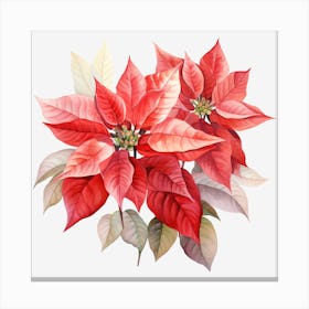 Poinsettia 9 Canvas Print