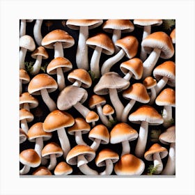 Mushrooms On A Black Background 1 Canvas Print