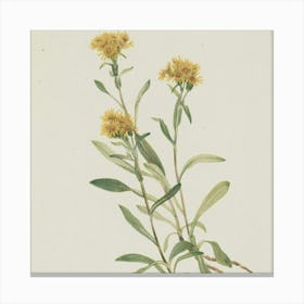 Yellow Sage Canvas Print