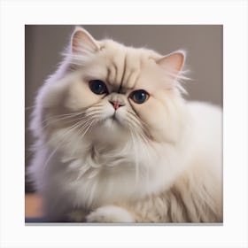 Persian Cat 1 Canvas Print