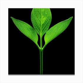 Green Leaf Isolated On Black Background Canvas Print