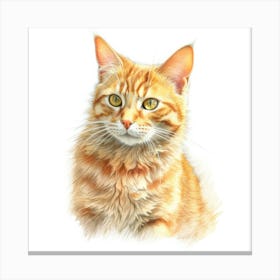 Mandarin Cat Portrait 1 Canvas Print