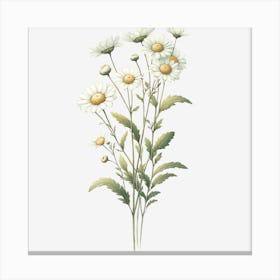 Daisy 8 Canvas Print