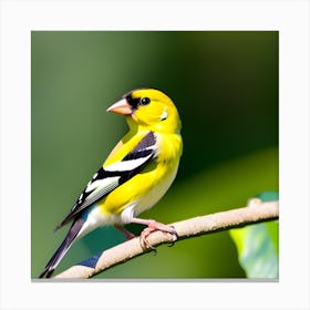 Goldfinch 4 Canvas Print