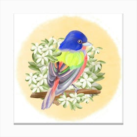 Passerin Canvas Print