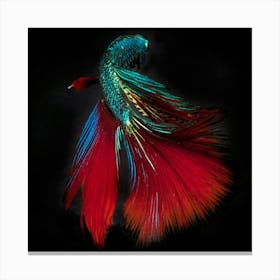 Siamese Betta Fish 3 Fine Art Print Canvas Print