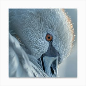 Swan Portrait Canvas Print