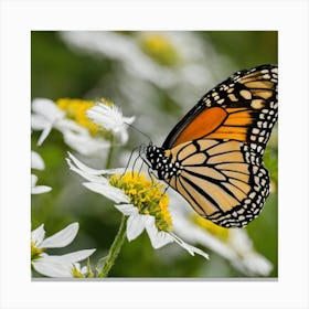 Monarch Butterfly Canvas Print