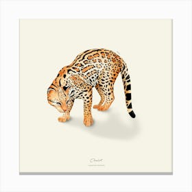 Ocelot Canvas Print