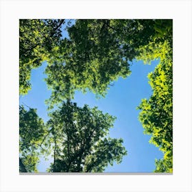 Sky Above Trees Canvas Print