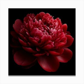 Red Peony on Black Background Canvas Print