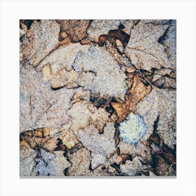 Frost On Fallen Leaves Square Canvas Print