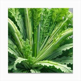 Fennel Canvas Print