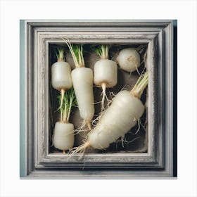 Radishes Canvas Print