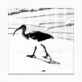 The Lonely Ibis Canvas Print