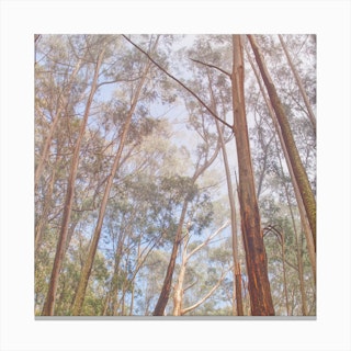 Eucalyptus Forest Canvas Print