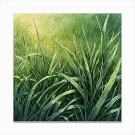 Grass Canvas Print