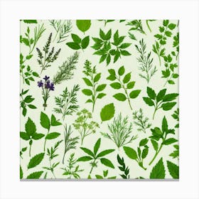 Seamless Pattern Of Herbs 4 Canvas Print