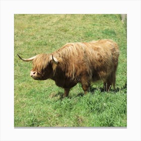 Highland Cow in Scotland Field Countryside  Canvas Print