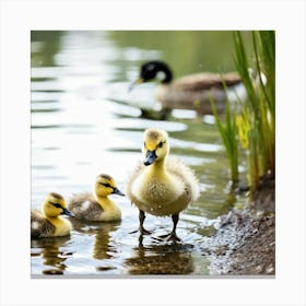 Canadian Geese 34 Canvas Print