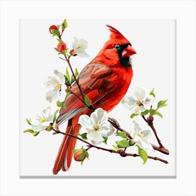 Cardinal In Blossom Canvas Print