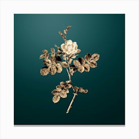 Gold Botanical Pink Sweetbriar Rose on Dark Teal n.4685 Canvas Print