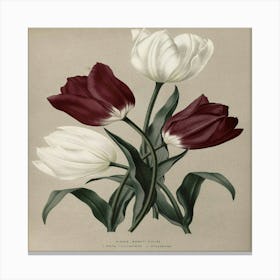 Tulips Canvas Print