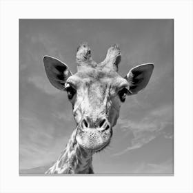 Giraffe Face Canvas Print
