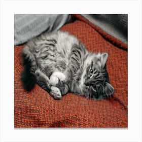 Cat Resting On A Sofa Canvas Print