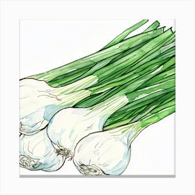 White Onions Canvas Print