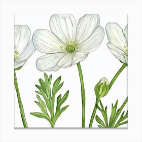 White Anemones 1 Canvas Print