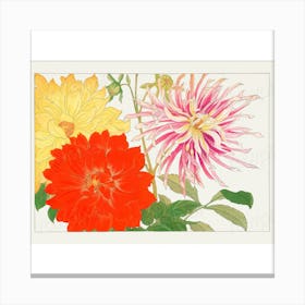 Dahlias Canvas Print