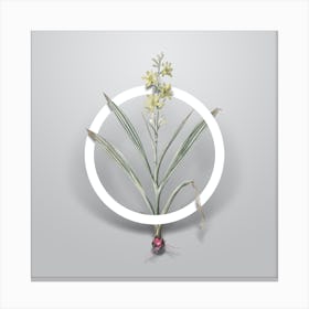 Vintage Wachendorfia Thyrsiflora Minimalist Flower Geometric Circle on Soft Gray n.0155 Canvas Print