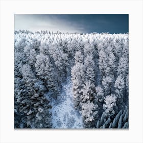 Winter Forest Canvas Print