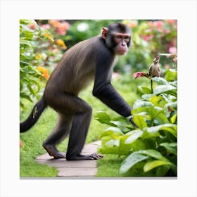 Monkey In The Garden Photo Canvas Print