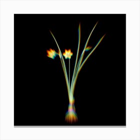 Prism Shift Daffodil Botanical Illustration on Black n.0198 Canvas Print