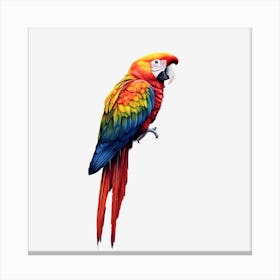 Colorful Parrot 25 Canvas Print