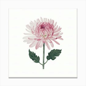 Pink Chrysanthemum 1 Canvas Print