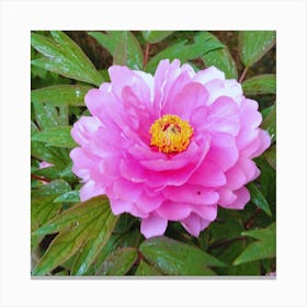 Peony 3 Canvas Print