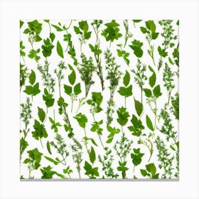 Thyme Canvas Print