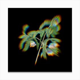 Prism Shift Spaendoncea Tamarandifolia Botanical Illustration on Black n.0086 Canvas Print