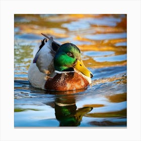 Firefly Colorful Mallard Swimming In Serene Duck Pond 57546 (1) Canvas Print