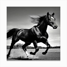 Black And White Horse Running Canvas Print
